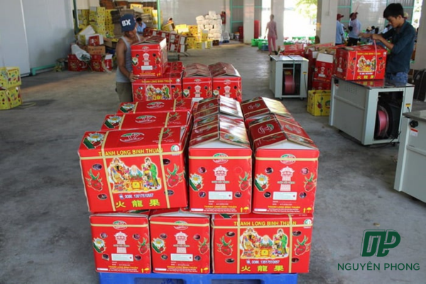 Thùng carton đựng thanh long được để trên pallet